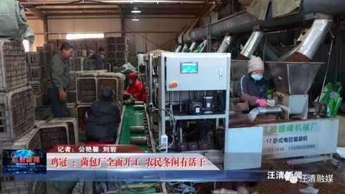 雞冠菌包廠全面開工，網(wǎng)絡(luò)工程賦能，農(nóng)民冬閑有活干